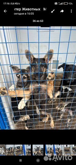 Щенки метисы от овчарки