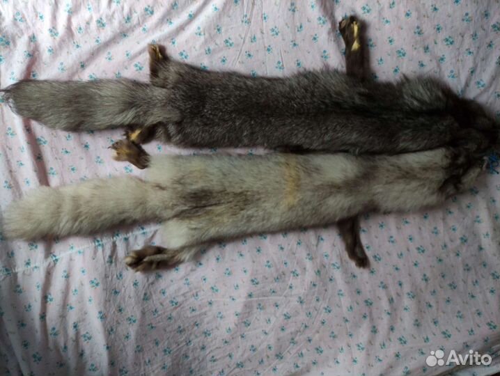 Шкура песца