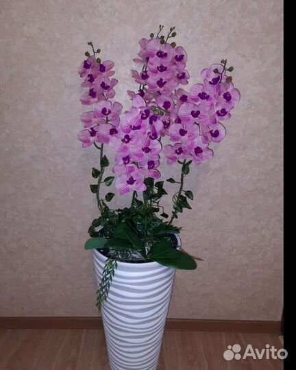 Дендробиум