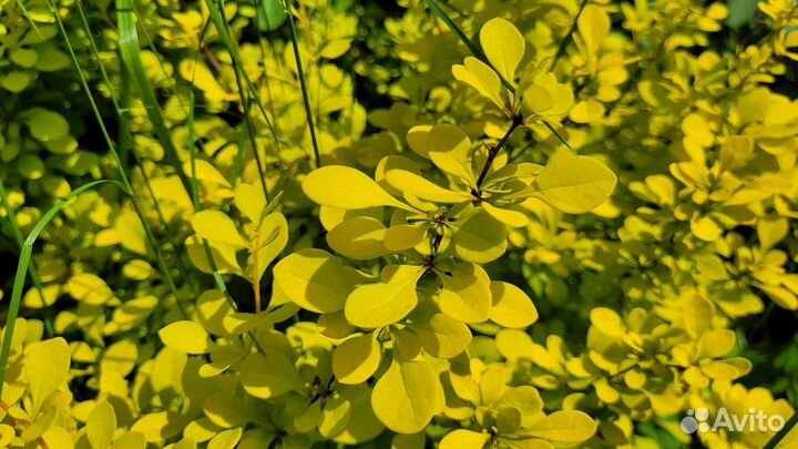 Декоративныйкустарник