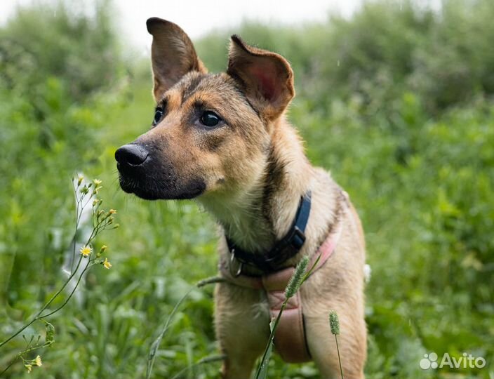 Слепая собачка из приюта верит в чудо