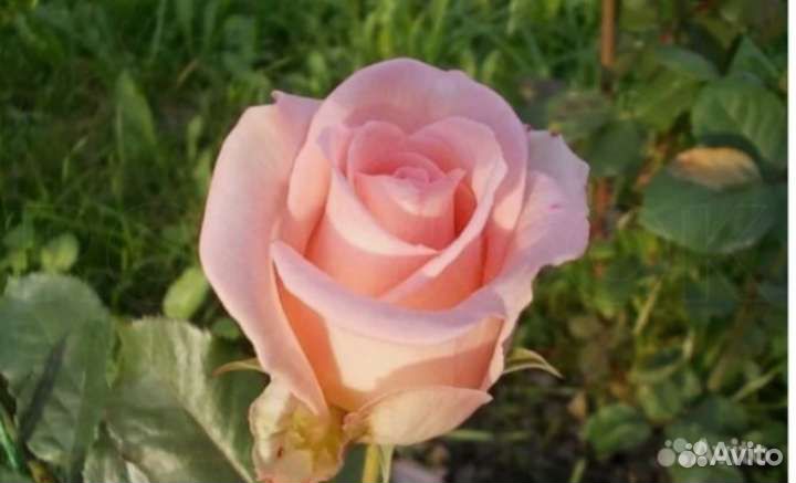 Роза вивальди