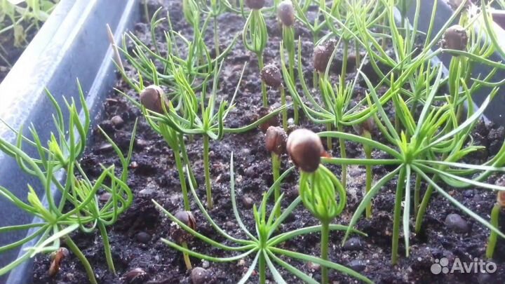 Семена Сосны для бонсай Вырасти сам