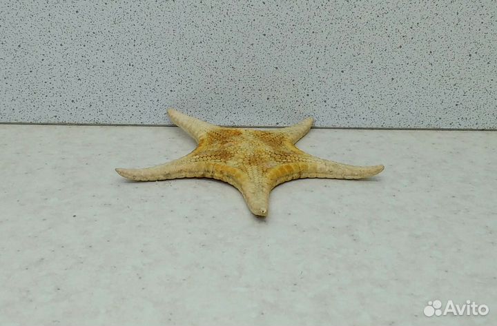 Звезда 7,9 морской сувенир подарок