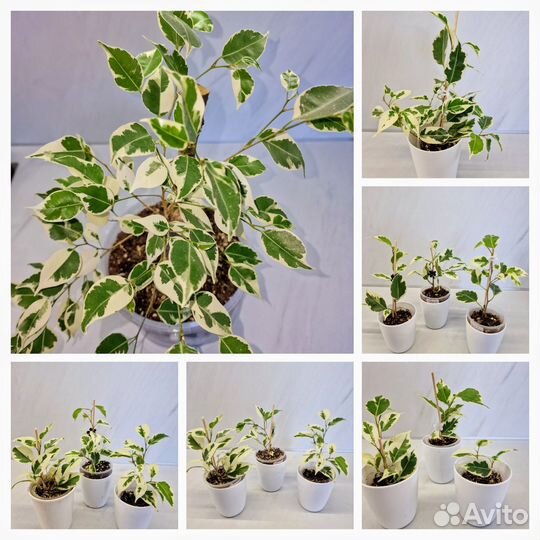 Сортовые фикусы