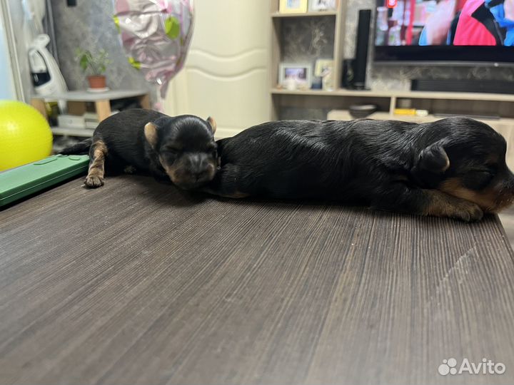 Йоркширский терьер щенки
