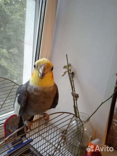 Попугай корелла с клеткой