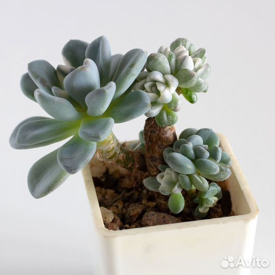 Суккуленты ч.2 Эхеверии и др