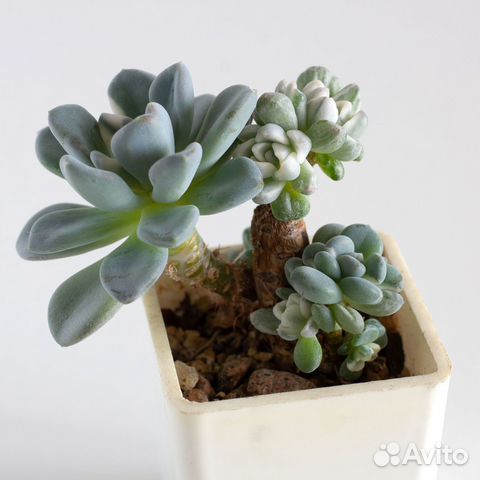 Суккуленты ч.2 Эхеверии и др