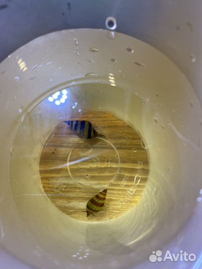 Улитка хелена