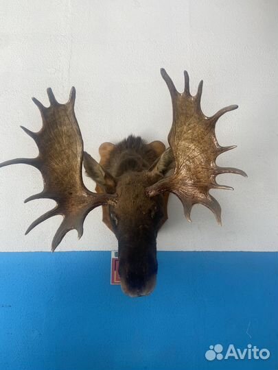 Чучело головы лося