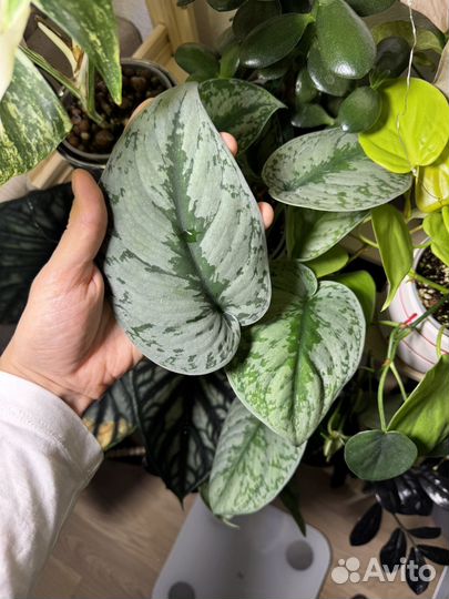 Сциндапсус экзотика взрослый