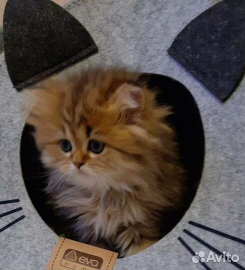 Золотые котята