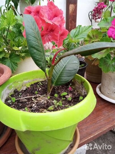 Комнатные цветы разные