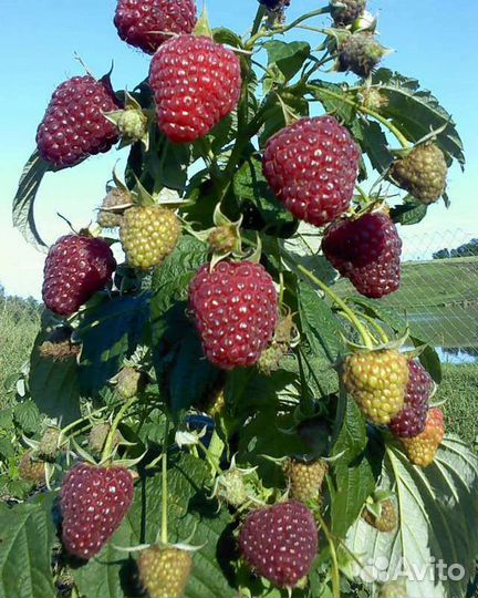 Ремонтантная малина Пани-Вольска, Польская