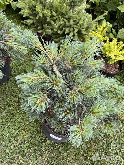 Сосна веймутова Секрет