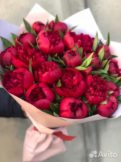 Пионы Ред Шарм