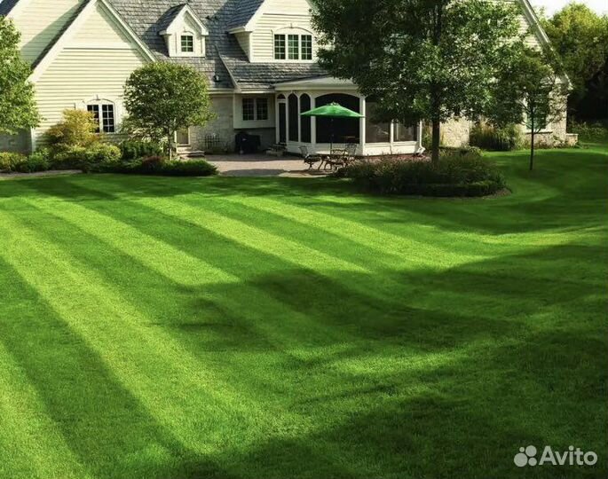 Семена газонных трав