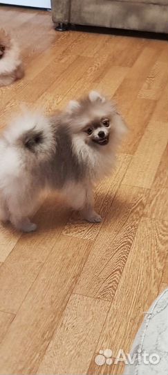 Шикарные парни