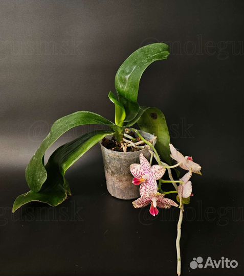 Цветущие фаленопсисы Black Piano/Broter princess