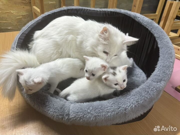 Белые котята