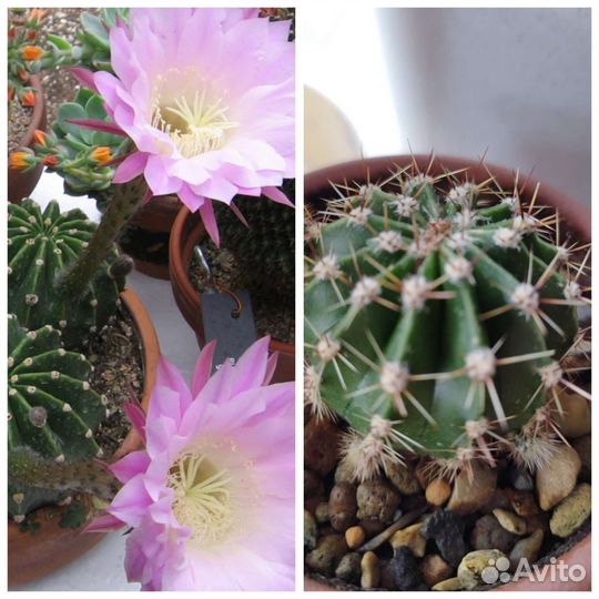 Клубничный лëд и другие