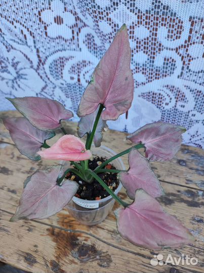 Сингониумы Серый призрак, клубничный лед и другие