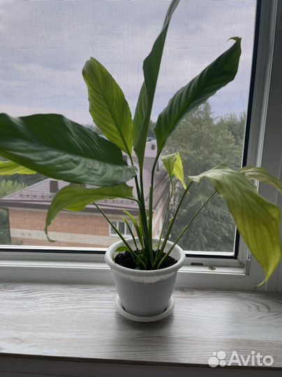 Спатифиллум,аспарагус,алое, лимон