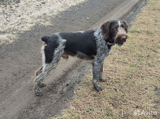 Дратхаар рабочий кобель для вязки