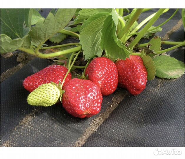 Новый Укрывной материал Спанбонд 1,6 м