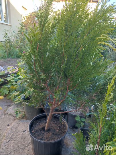 Туя голден смарагд