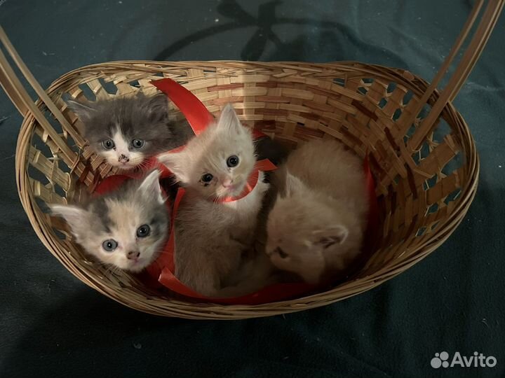 Котята в добрые руки