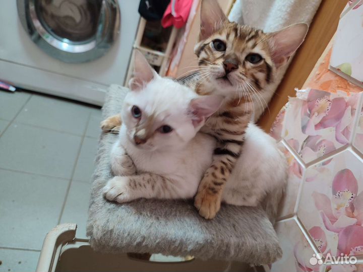 Бенгальский котенок