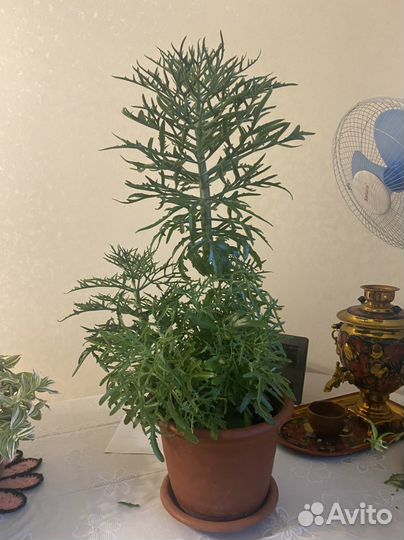 Каланхое лациниата