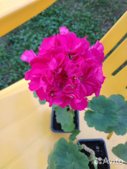 Пеларгония герань