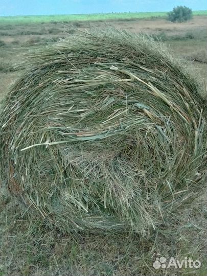 Сено в рулонах