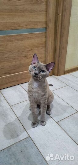 Девон-рекс кот