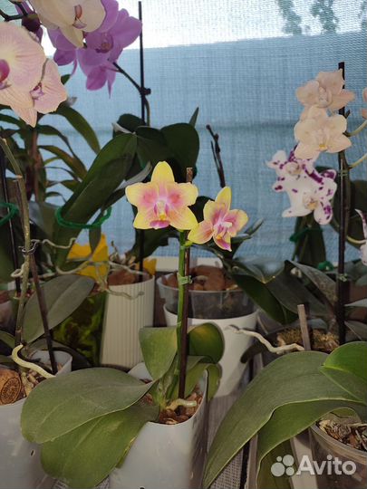 Орхидея фаленопсис бабочка