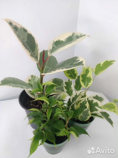 Фикус Бенджамина варьегата и Наташа, Тинеки