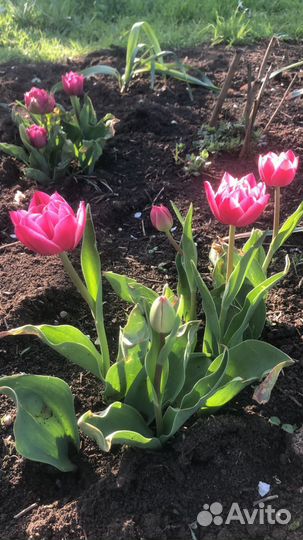 Луковицы тюльпанов махровые