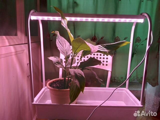 Фито светильник Uniel