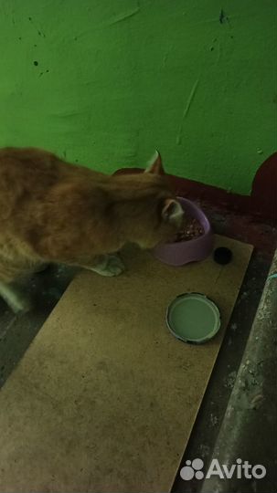 Кировский район, котик ищет дом