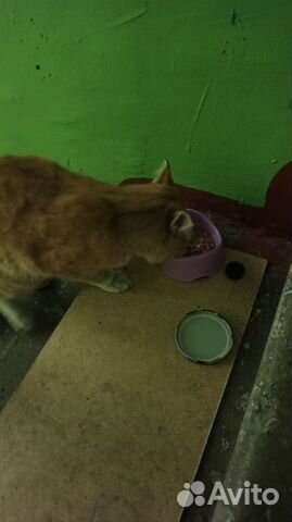 Кировский район, котик ищет дом