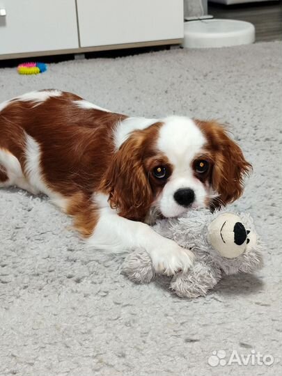 Продается щенок Кавалер Кинг Чарльз спаниеля