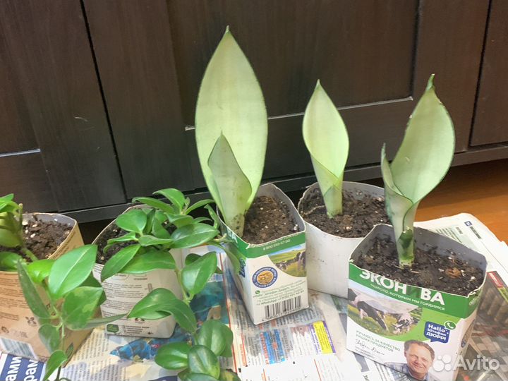 Растения муншайн и эсхинантус