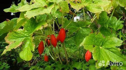 Подофилл (Дикая Мандрагора)