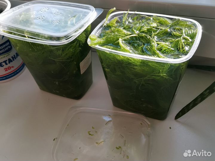 Растения для аквариума. Роголистник