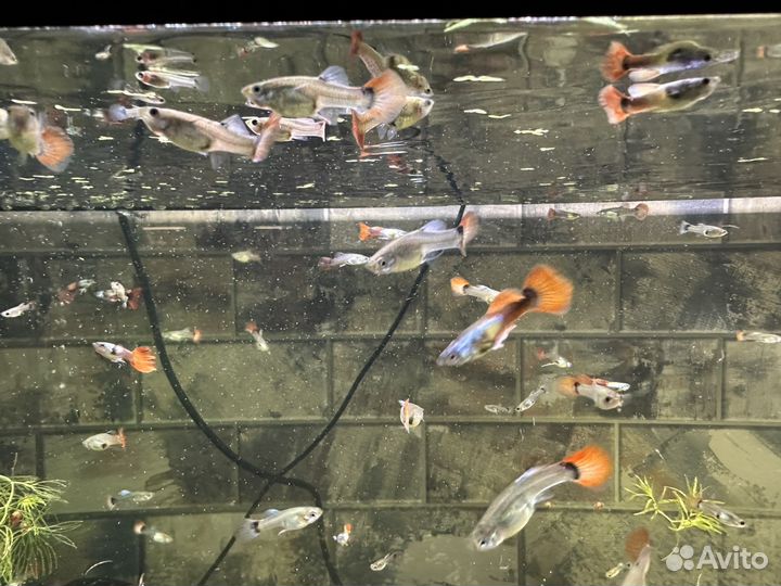 Аквариумные рыбки гуппи дамбо