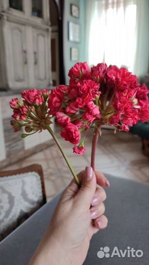 Пеларгония Ю Анна Каренина