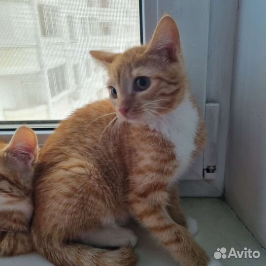 Котята в дар